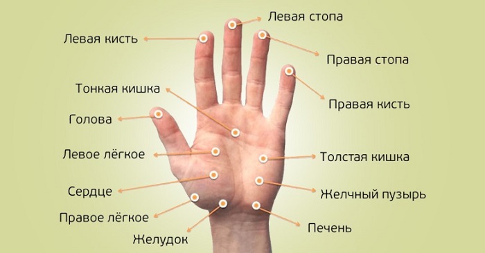 Связь пальцев с внутренними органами