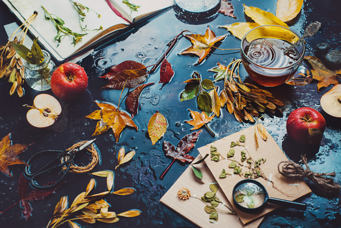 Table with tea cup, autumn leaves, apples and an open notebook with herbs. Dark food photography. Still life with rain.