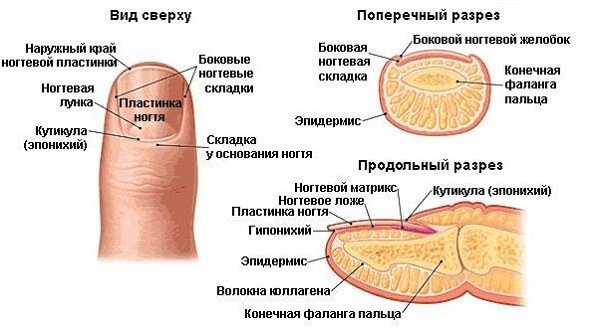 Архитектура ногтевой пластины