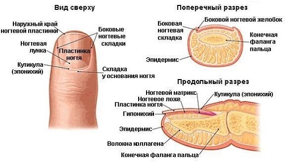 Строение ногтевой пластины