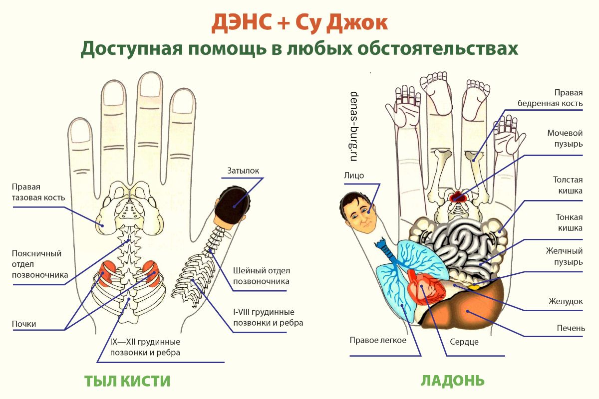 Пальцы отвечающие за органы. Методика Су Джок терапия. Точки по Су Джок на ладони. Су Джок терапия атлас точек на ладони. Точечная методика Су Джок.