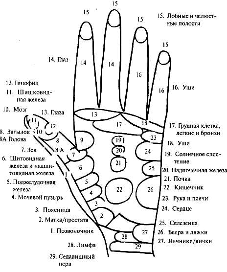Точки на руках отвечающие за органы тела человека фото с описанием