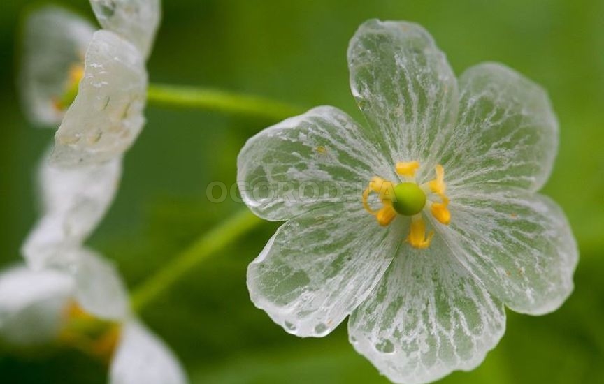 Двулистник очень редкое растение с красивыми белыми цветками