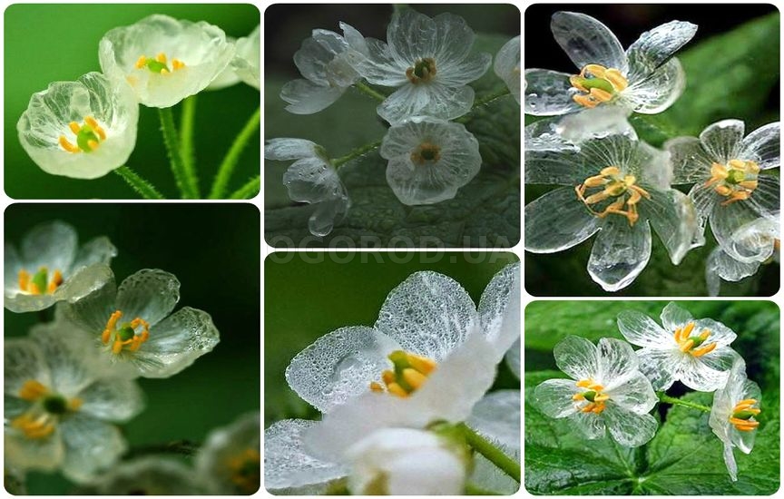 Цветок, который становится прозрачным во время дождя