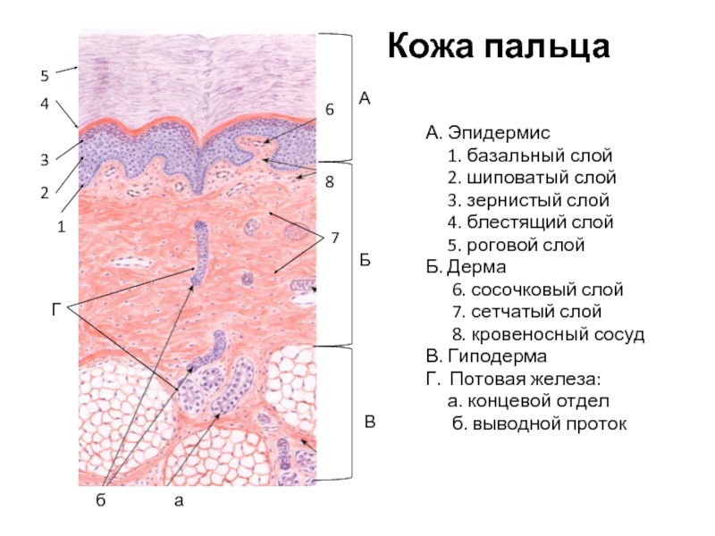 Чем обусловлен папиллярный рисунок кожи