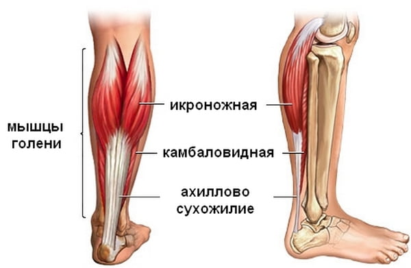 ахиллово сухожилие