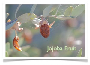 Jojoba and brittle nails