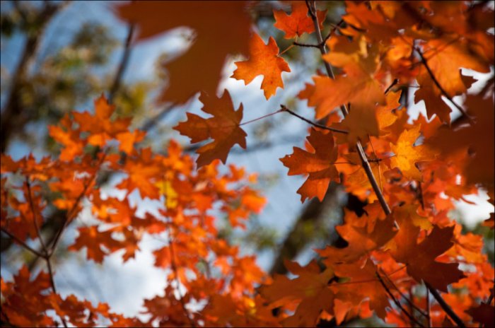 Осенние пейзажи (50 фото)
